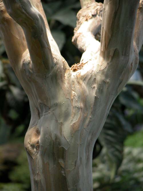 lagerstroemia indica 04