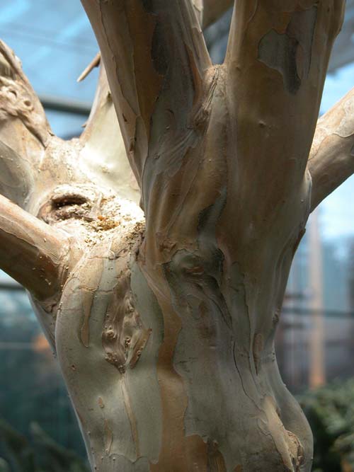 lagerstroemia indica 05