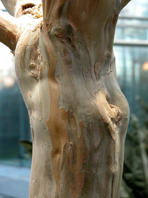 lagerstroemia indica 06