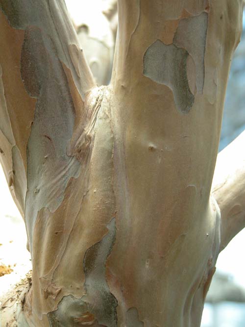 lagerstroemia indica 07