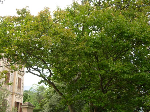lagerstroemia indica 08