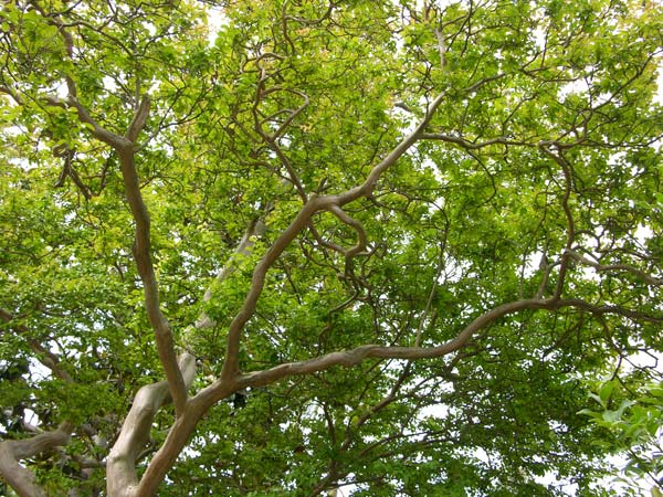 lagerstroemia indica 09