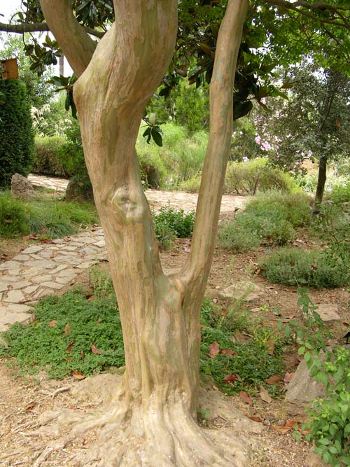 lagerstroemia indica 10