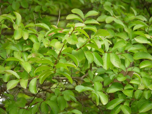 lagerstroemia indica 11