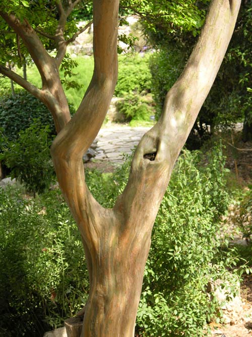 lagerstroemia indica 12