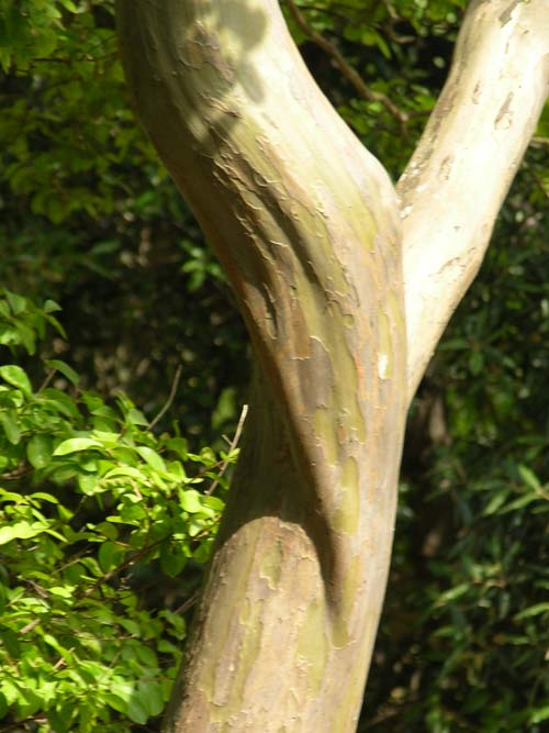 lagerstroemia indica 13