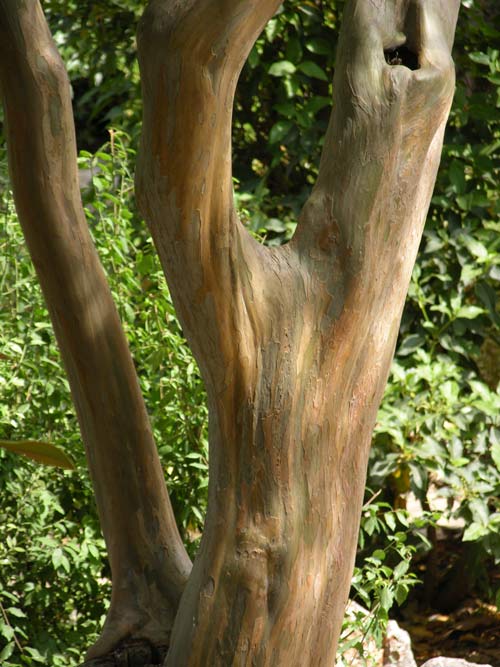 lagerstroemia indica 15