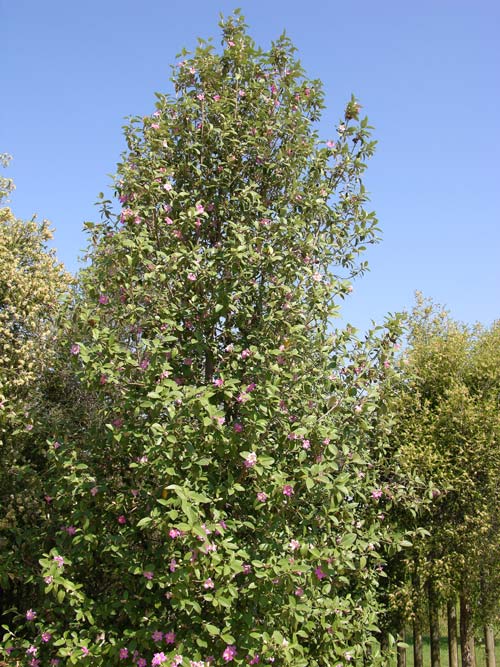 lagunaria patersonii 01