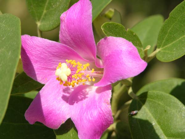 lagunaria patersonii 02
