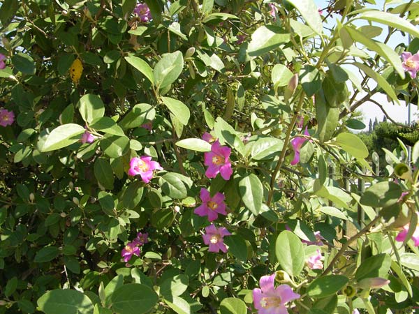 lagunaria patersonii 03