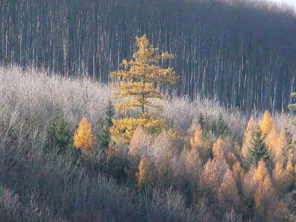 larix decidua 01