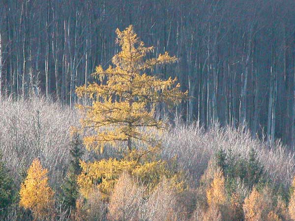 larix decidua 02