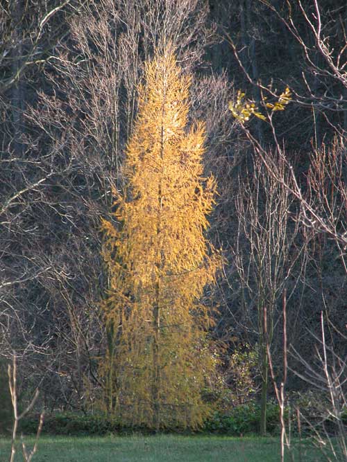larix decidua 03