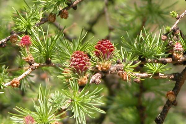 larix decidua 04