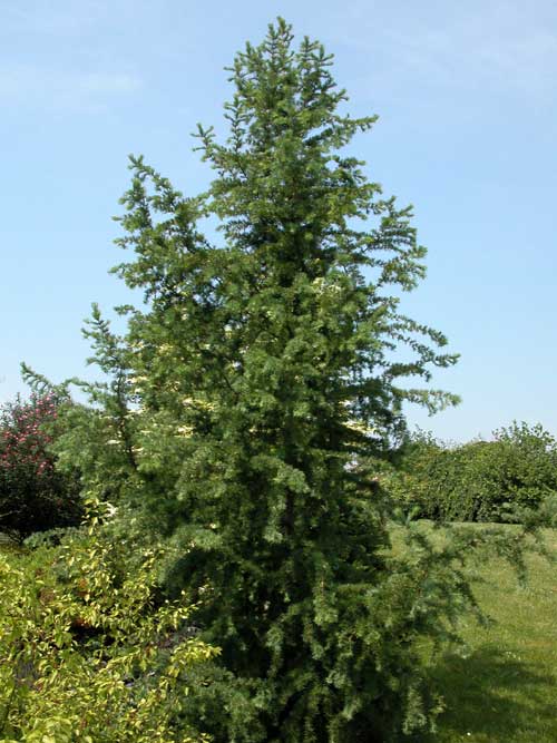 larix decidua 05