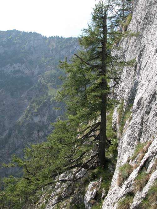 larix decidua 06