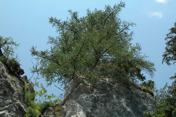 larix decidua 07