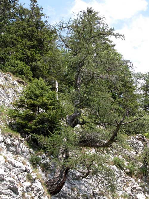 larix decidua 08