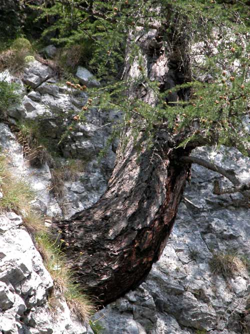 larix decidua 09