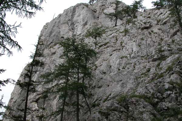 larix decidua 10