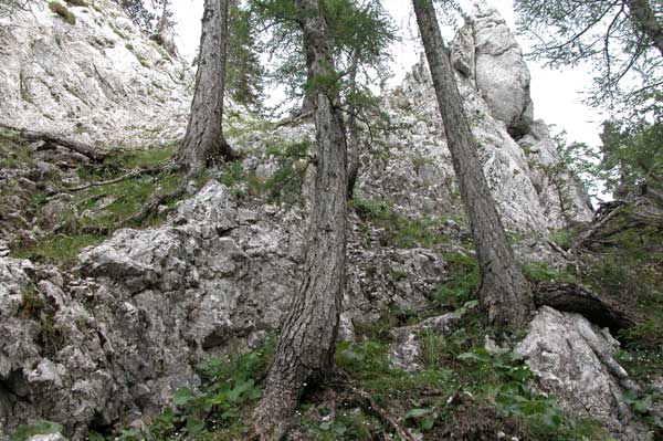 larix decidua 11