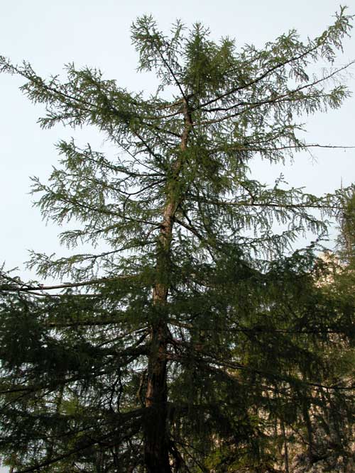 larix decidua 12