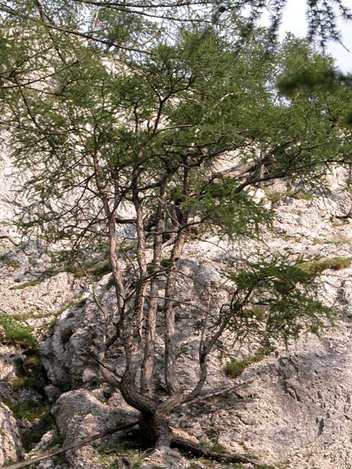 larix decidua 14