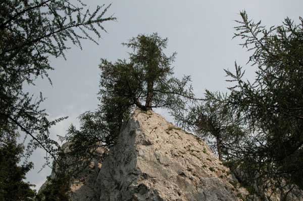 larix decidua 15