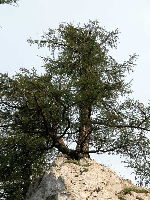 larix decidua 16