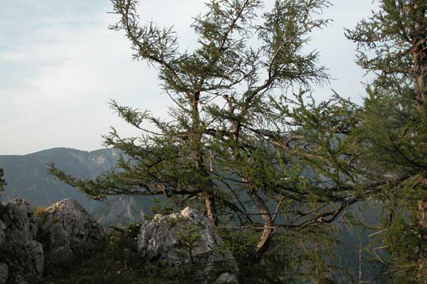 larix decidua 18