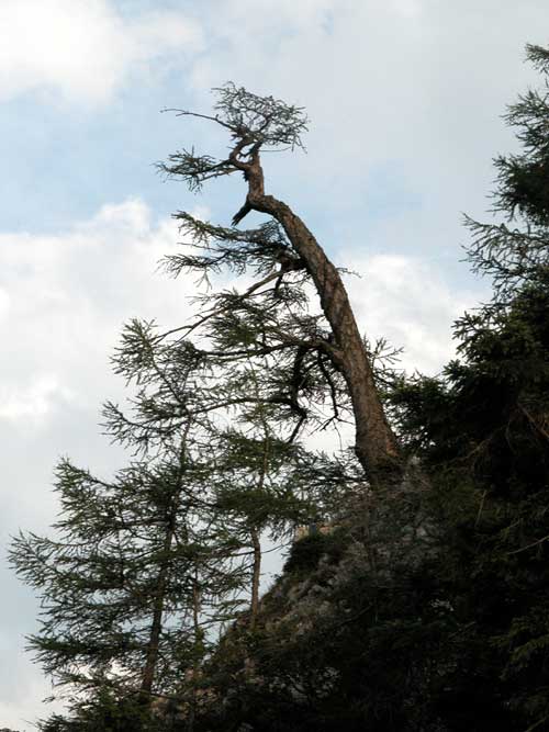 larix decidua 19