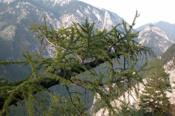 larix decidua 20