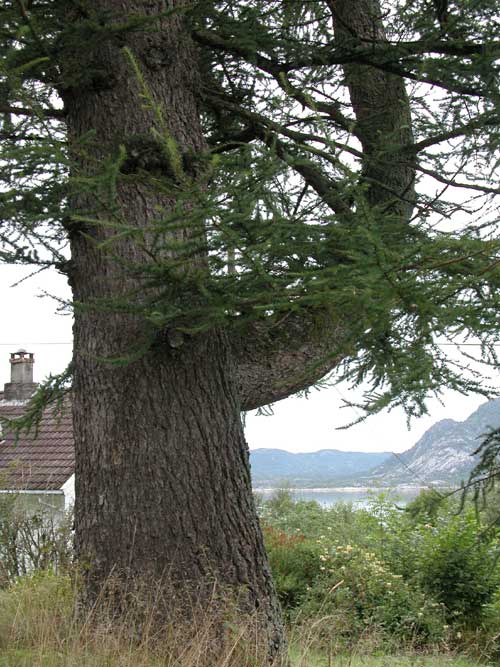 larix decidua 22