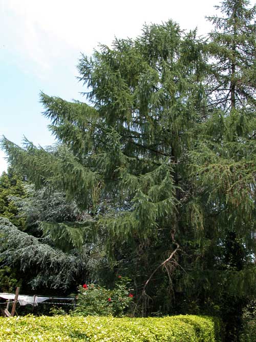 larix kaempferi 01