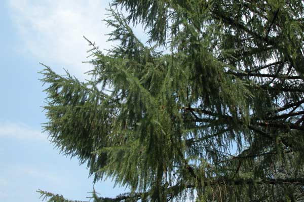 larix kaempferi 02