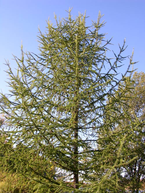 larix kaempferi 03