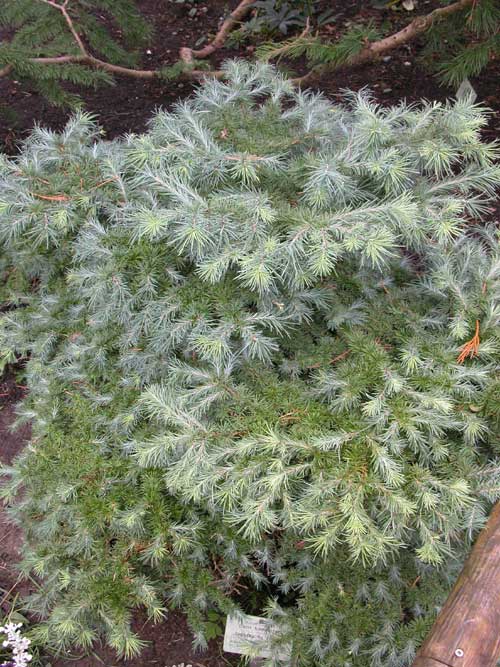 larix kaempferi wolterdingen 01