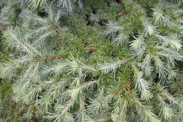 larix kaempferi wolterdingen 02