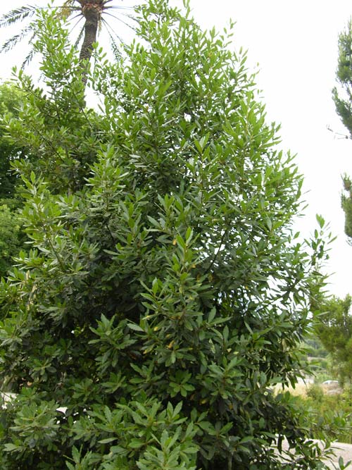 laurus azorica 01
