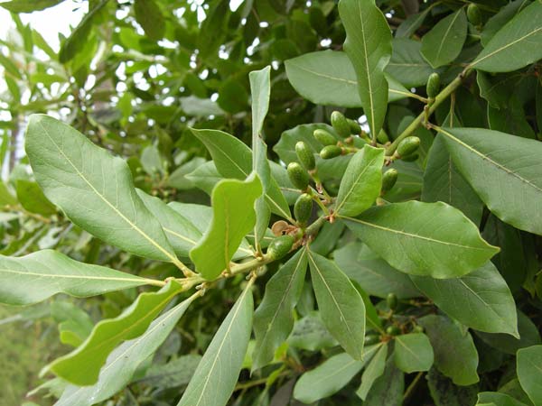 laurus azorica 02