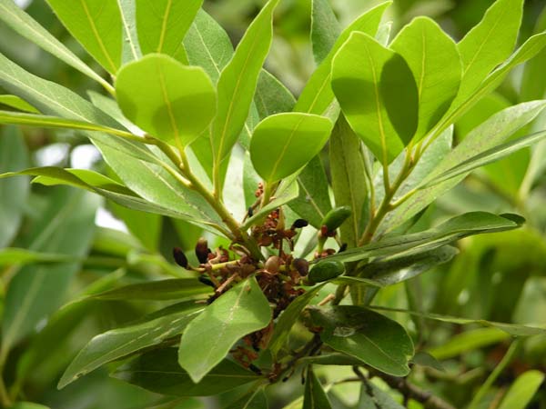 laurus azorica 03