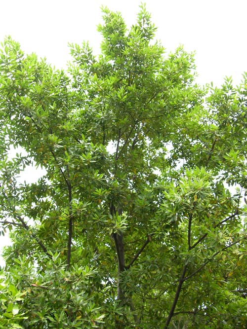 laurus azorica 04