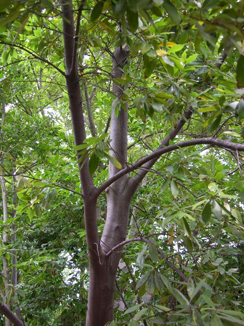 laurus azorica 05