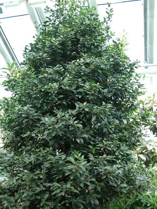 laurus nobilis 01