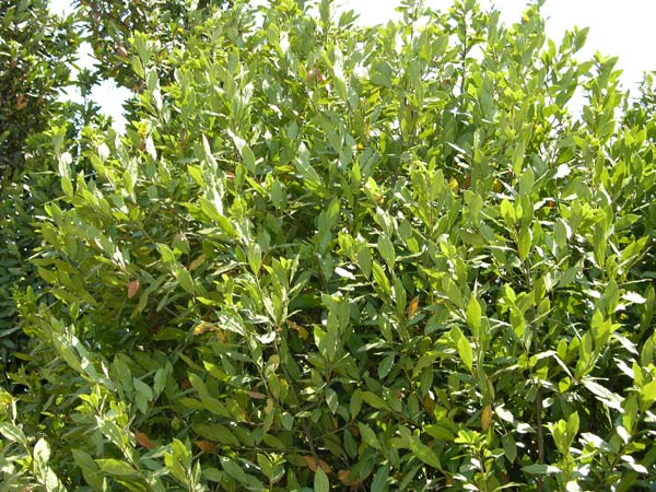 laurus nobilis 02