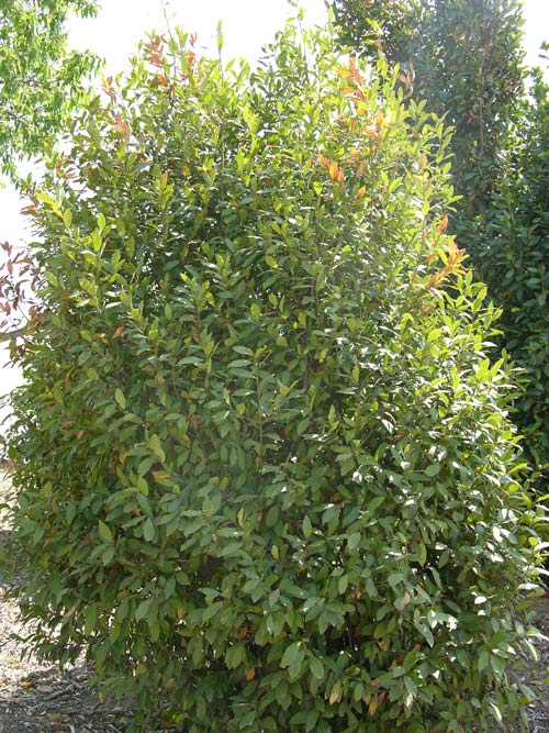laurus nobilis 03