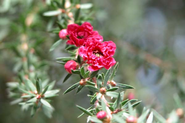 leptospermum scoparium 01