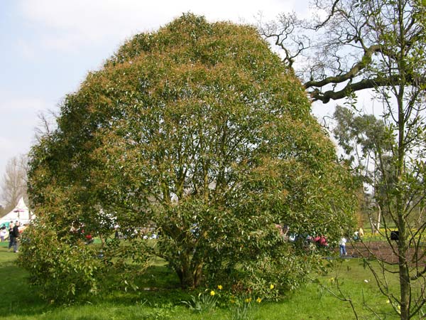 ligustrum lucidum 01