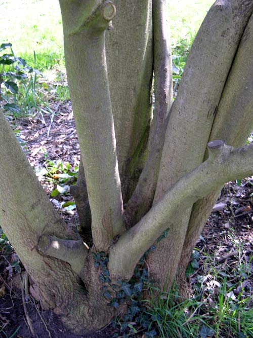 ligustrum lucidum 02
