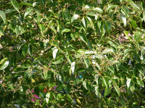 ligustrum lucidum 03